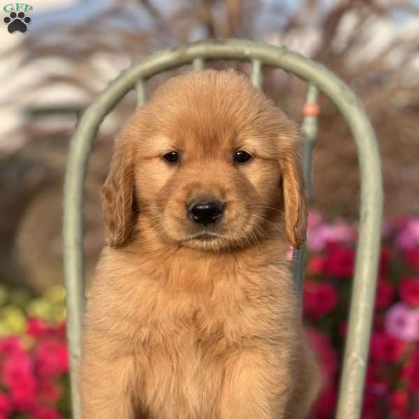 Raffi, Golden Retriever Puppy